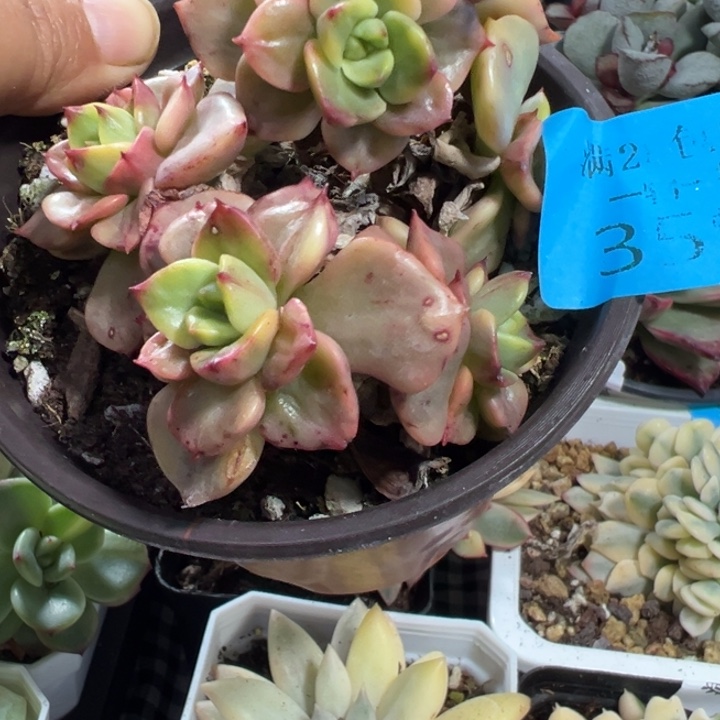 拉姆到锦多肉植物359