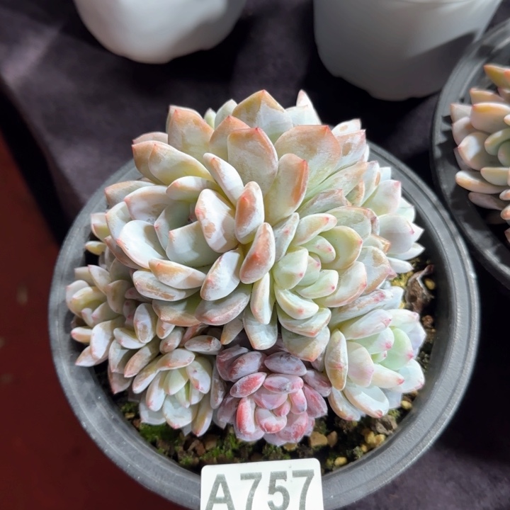 14厘米左右一物一拍的