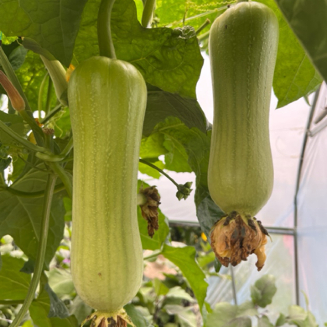 湖南醴陵本地丝瓜4.8-5斤装顺丰包邮