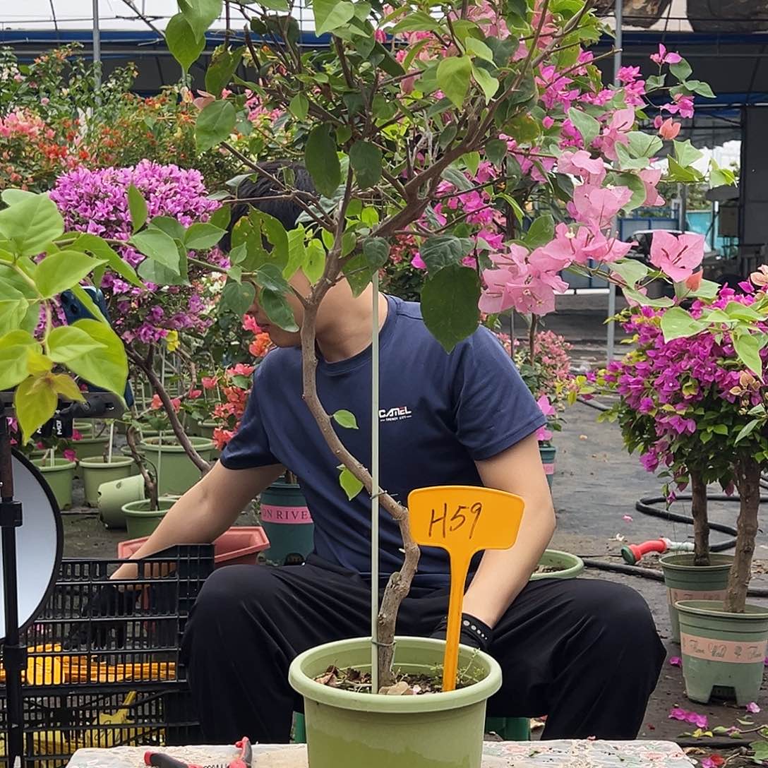 粉***೨大部分花苞少量开放H59橙粉