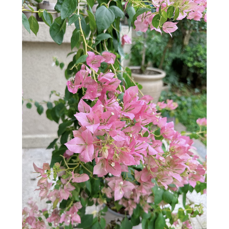 {暗斑水晶} 原生盆苗 爬藤飘枝垂吊