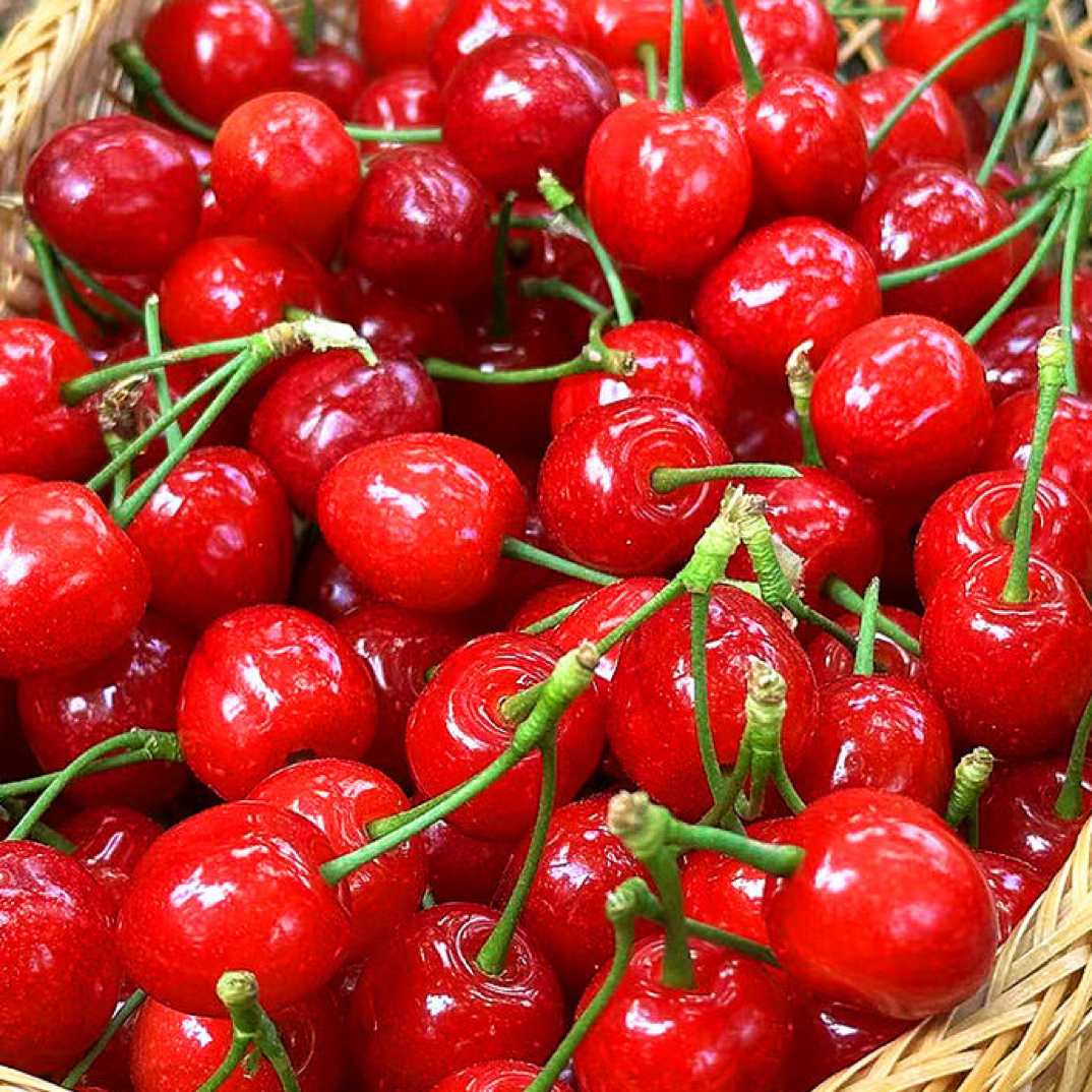 （云南昭通玛瑙红精品苗）南北皆可种