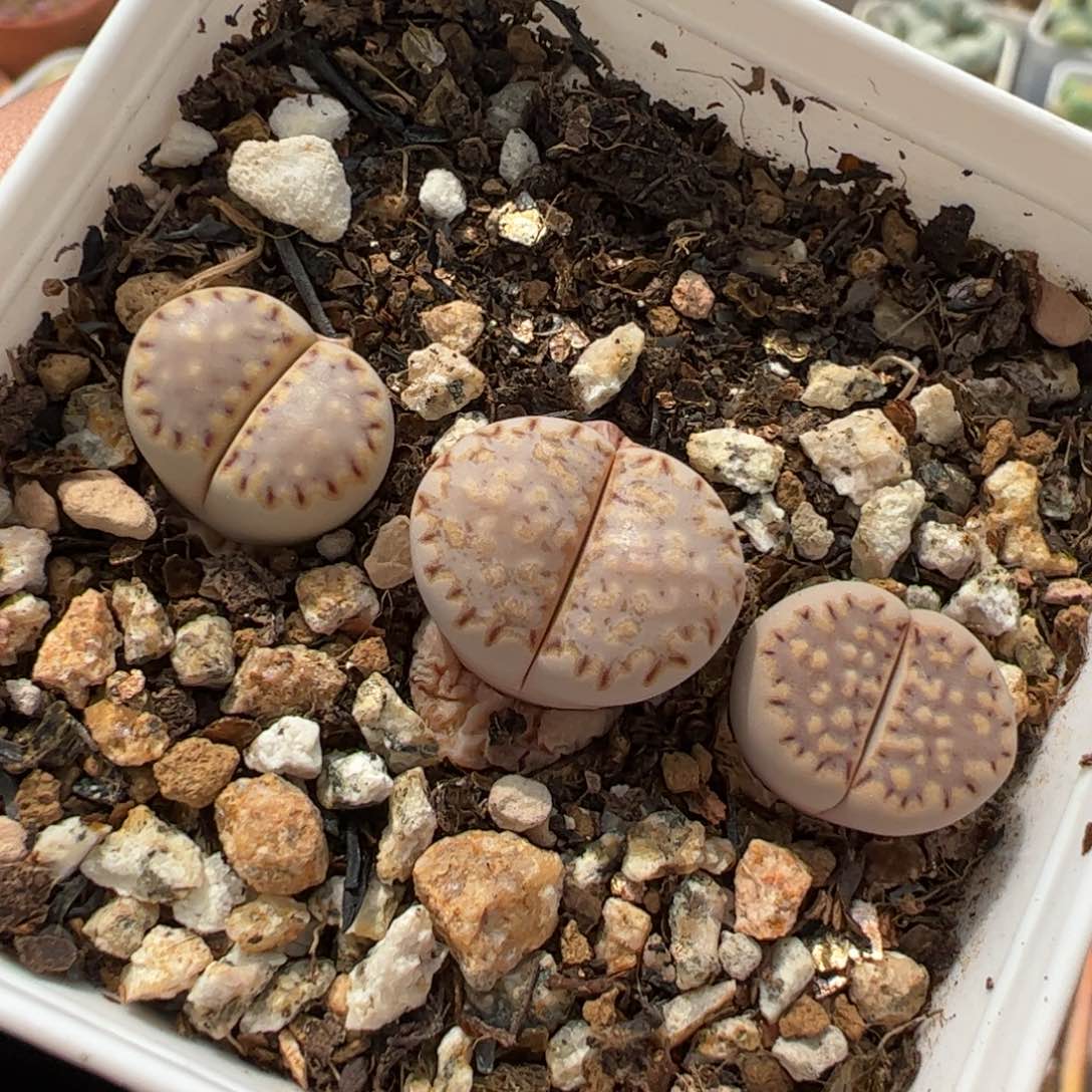 142多肉植物百科