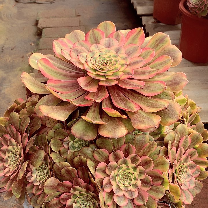 余****就粉体美姬，多肉植物