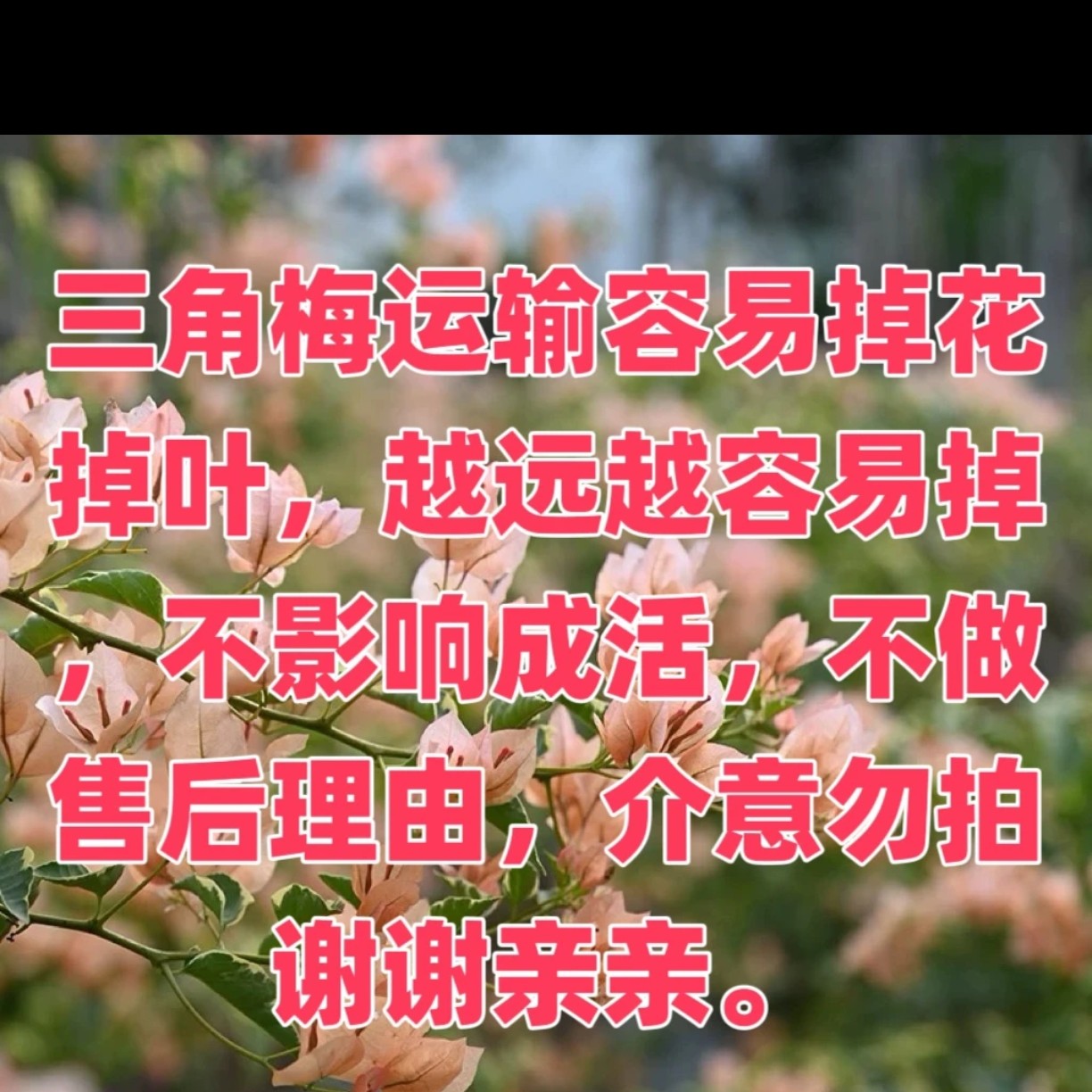 大老桩三角梅临时改价链接勿乱拍！