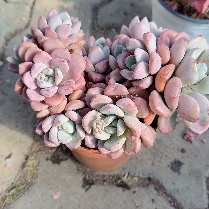 大号白鹭多肉植物