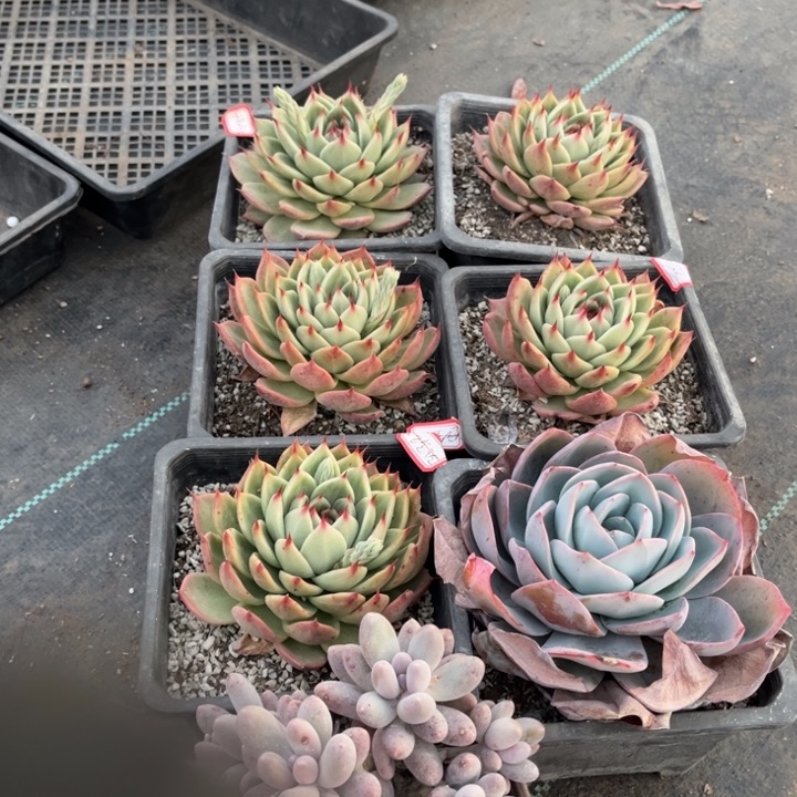 玲****托斯卡两汤圆一颗