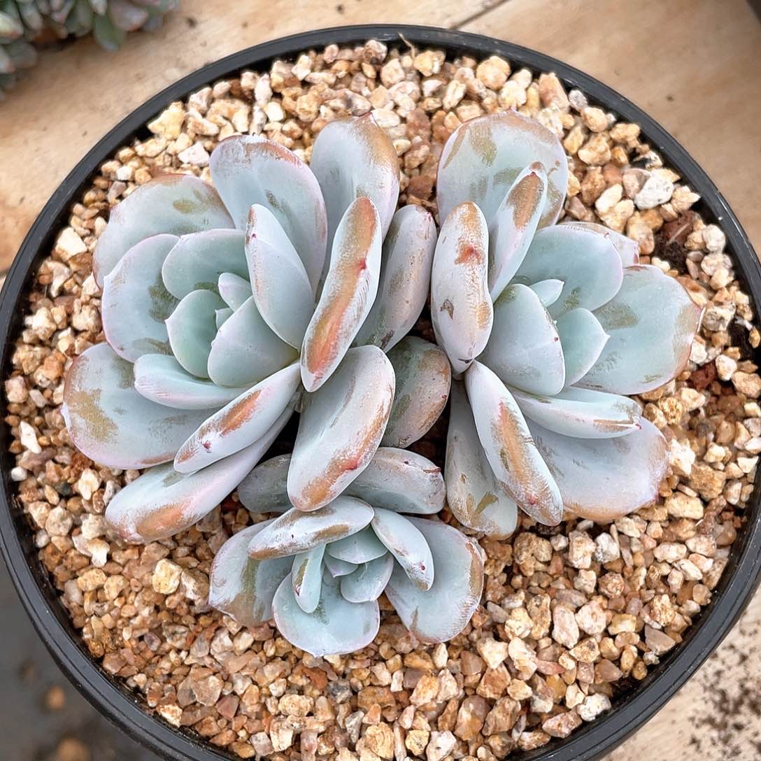 多肉植物多肉植物