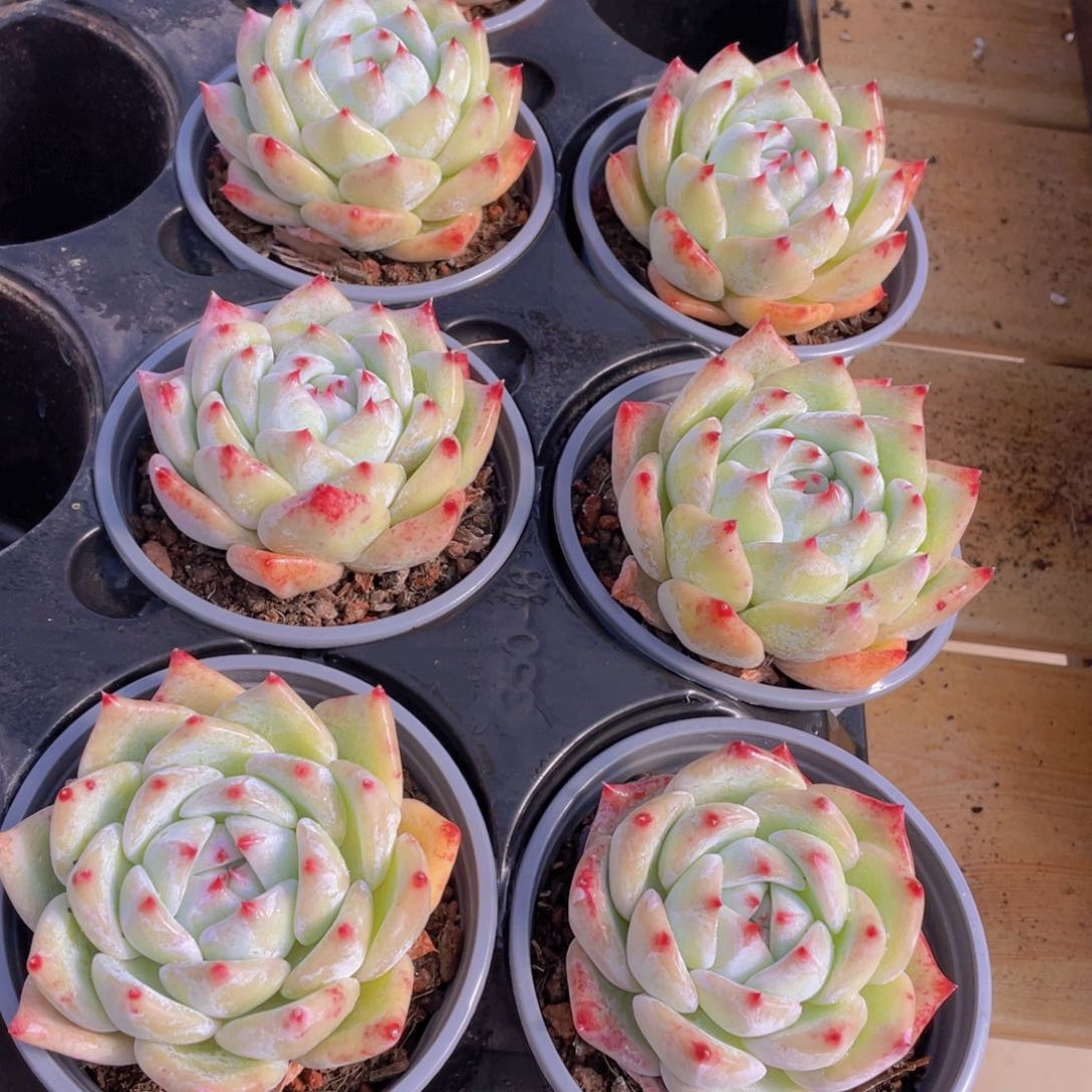 999号 白拉糖单头一个