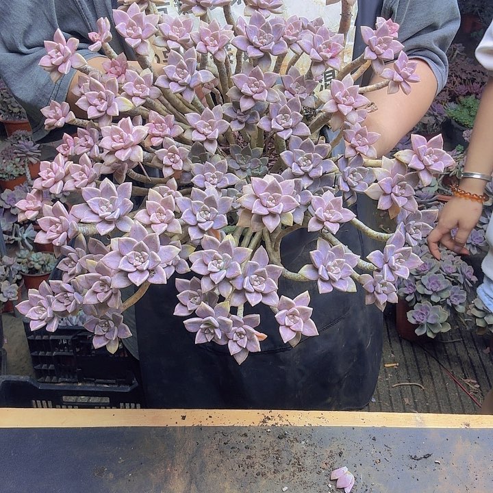 手捧花老庄阿伦赔一物一拍一颗