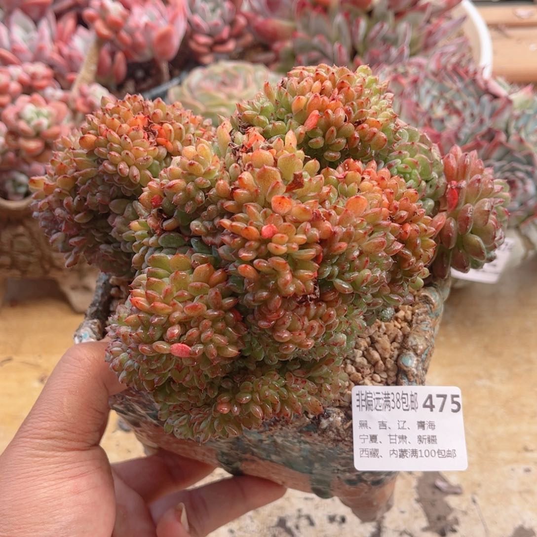 475白胖子缀德华多肉