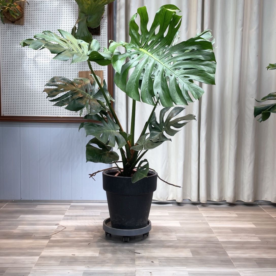 龟背竹等多种名贵的建筑风格为