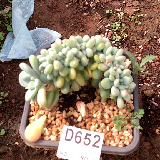 洛神缀化652 亏本处理退款拉黑7-8天发货