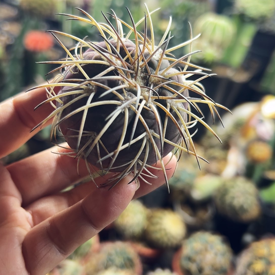 肤刺天平仙人球1111111111