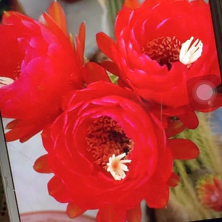 樱桃红侧芽5公分左右毛花柱（20包邮