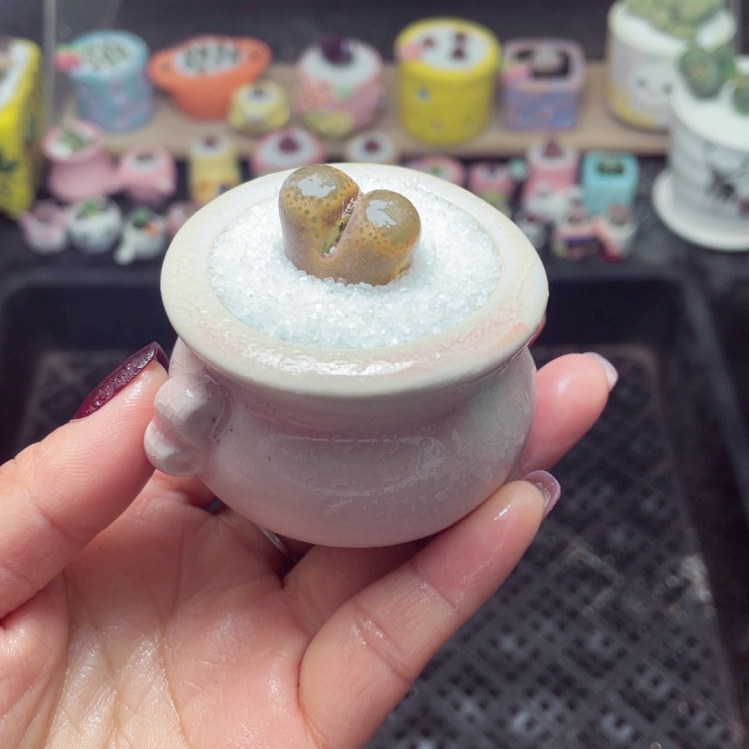 w9777 带盆土发货-零下地区拍保温箱