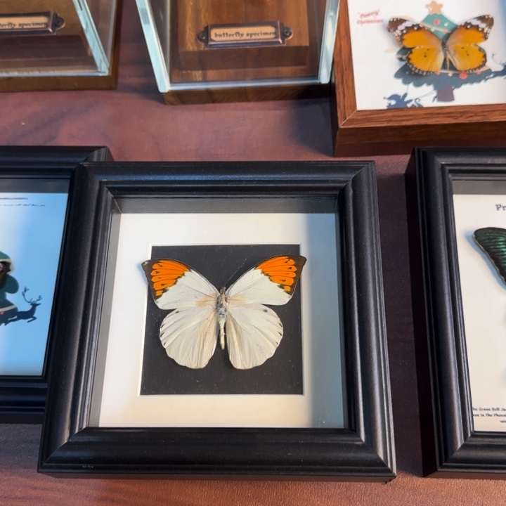 有机玻璃蝴蝶标本蝴蝶标本