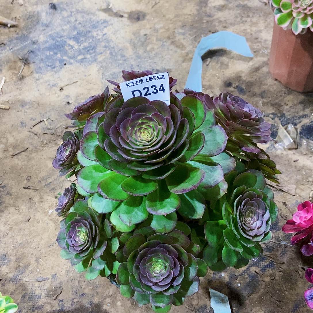 枫*多肉23400000000000000