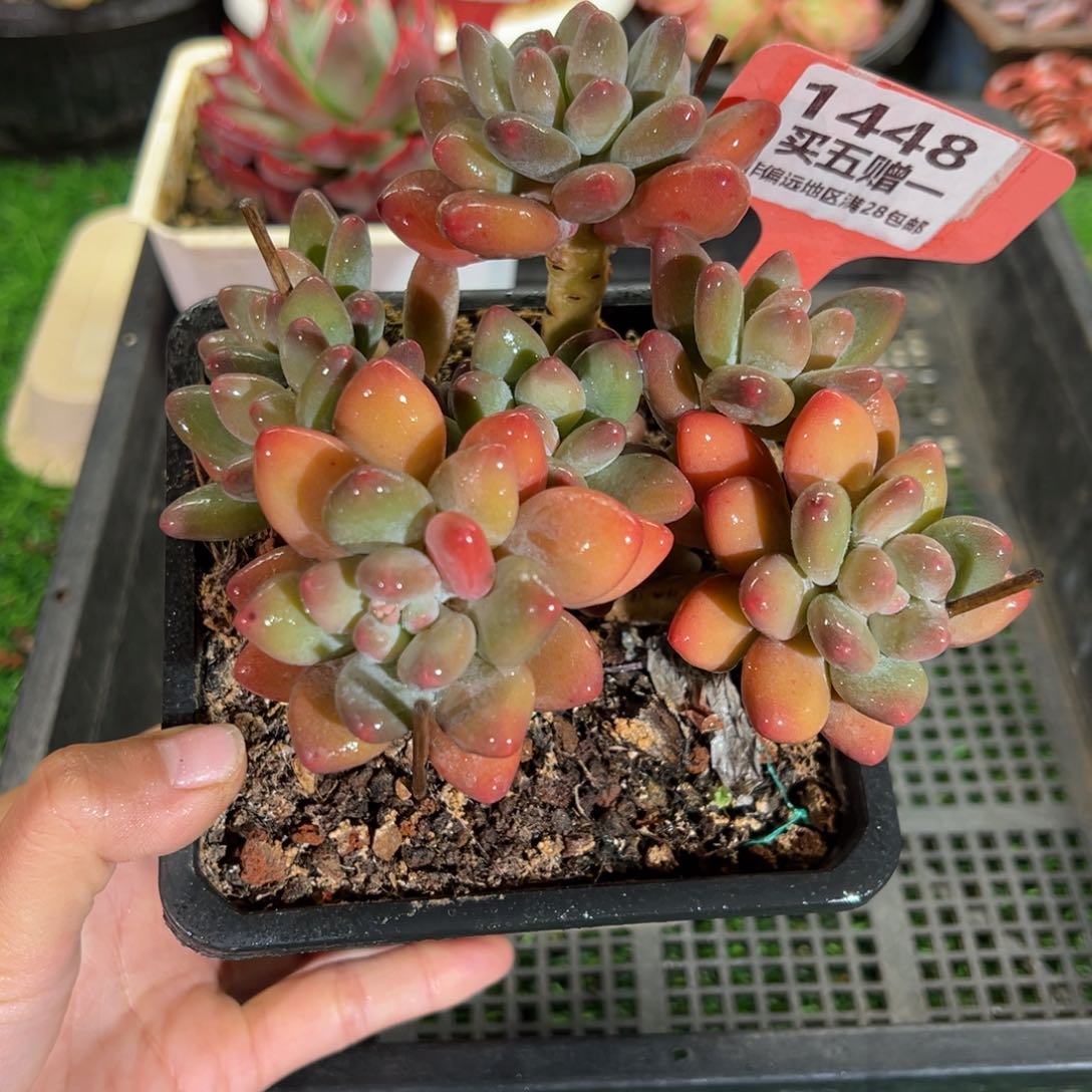 表妹精品多肉1448.