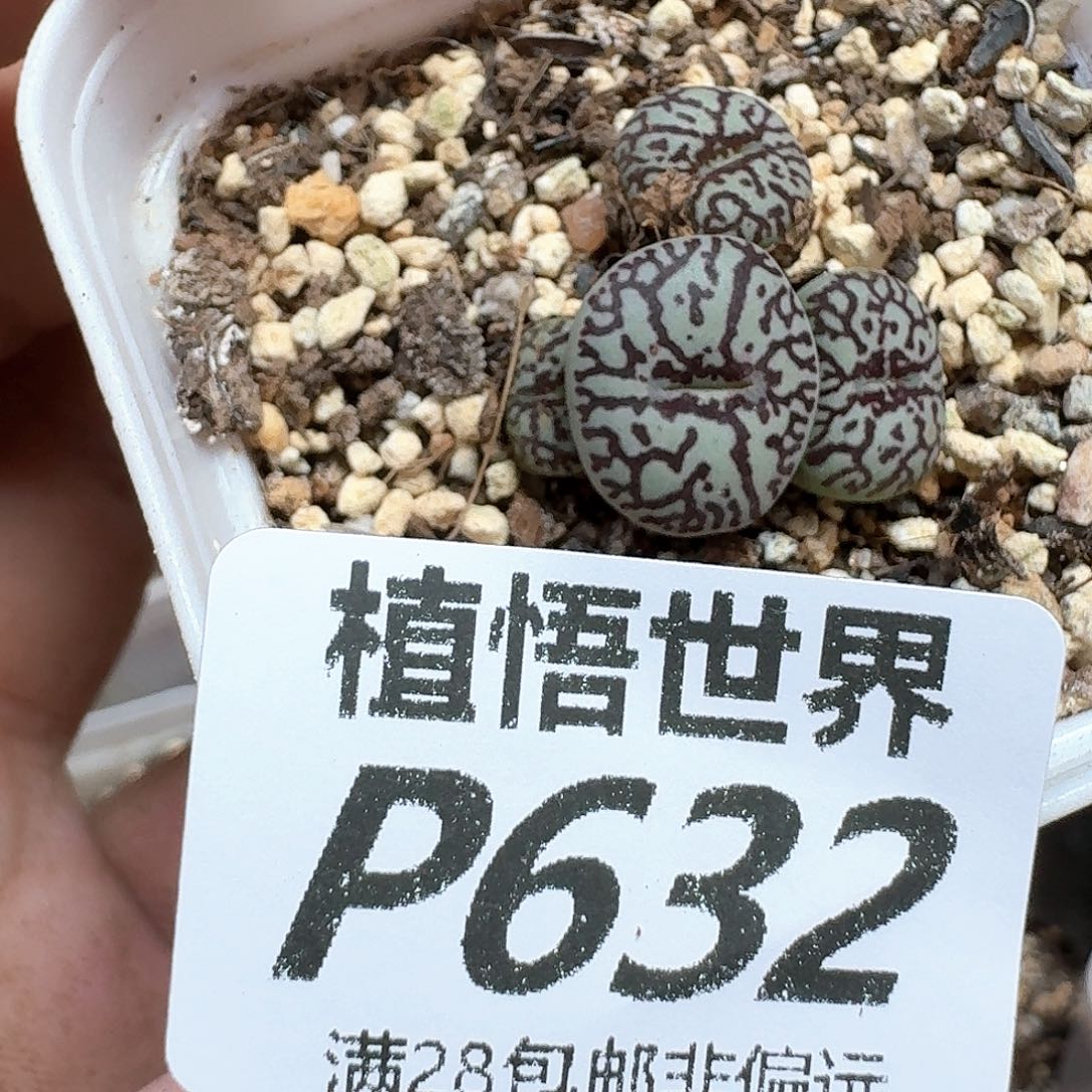 多肉植物的润泽地方