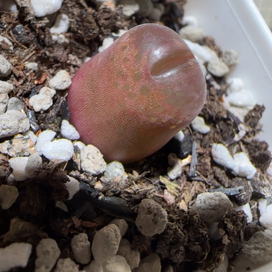 肉锥多肉植物百科-1797.67风铃1470