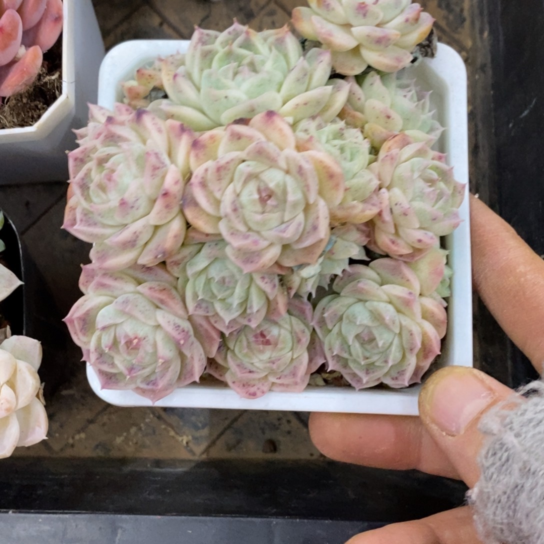 精品多肉一物一拍不包整390