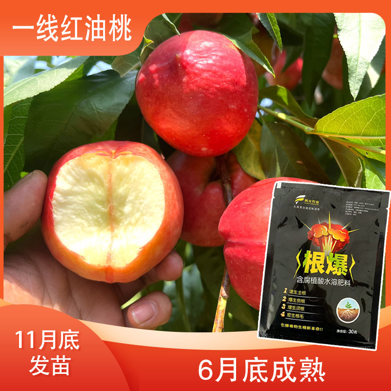 【一线红 一级的】增产肥料（12月发）先发赠品