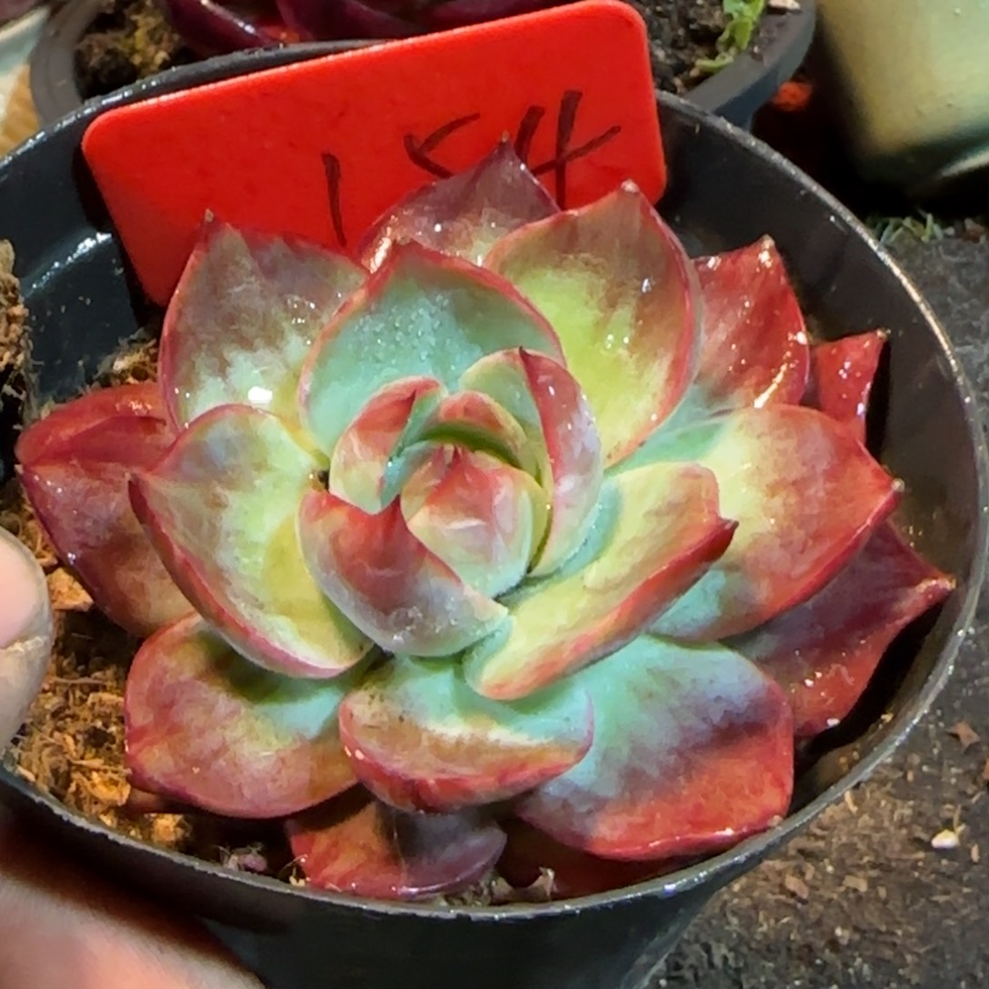 惊鸿一物一拍包装收缩花旱154