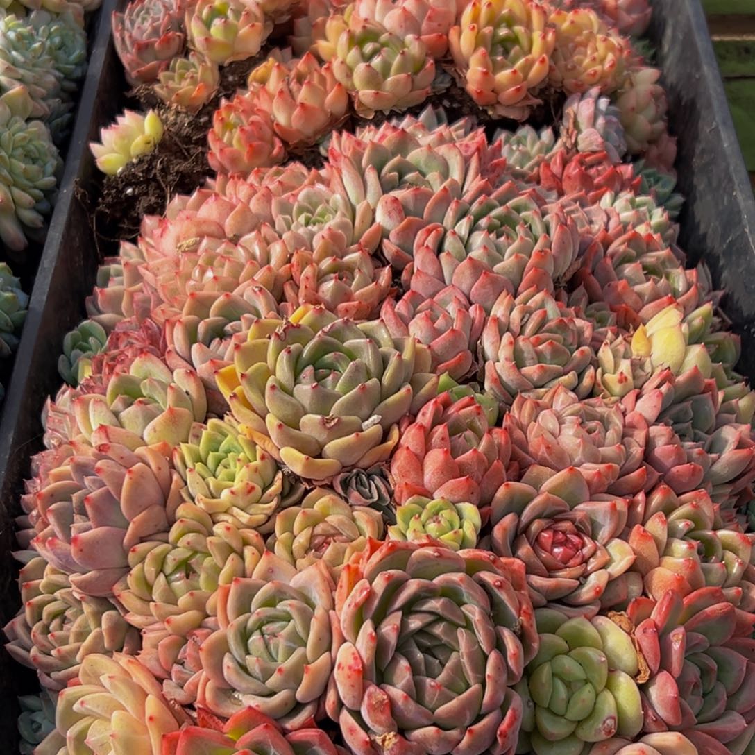 310多肉菜市场里都能买的