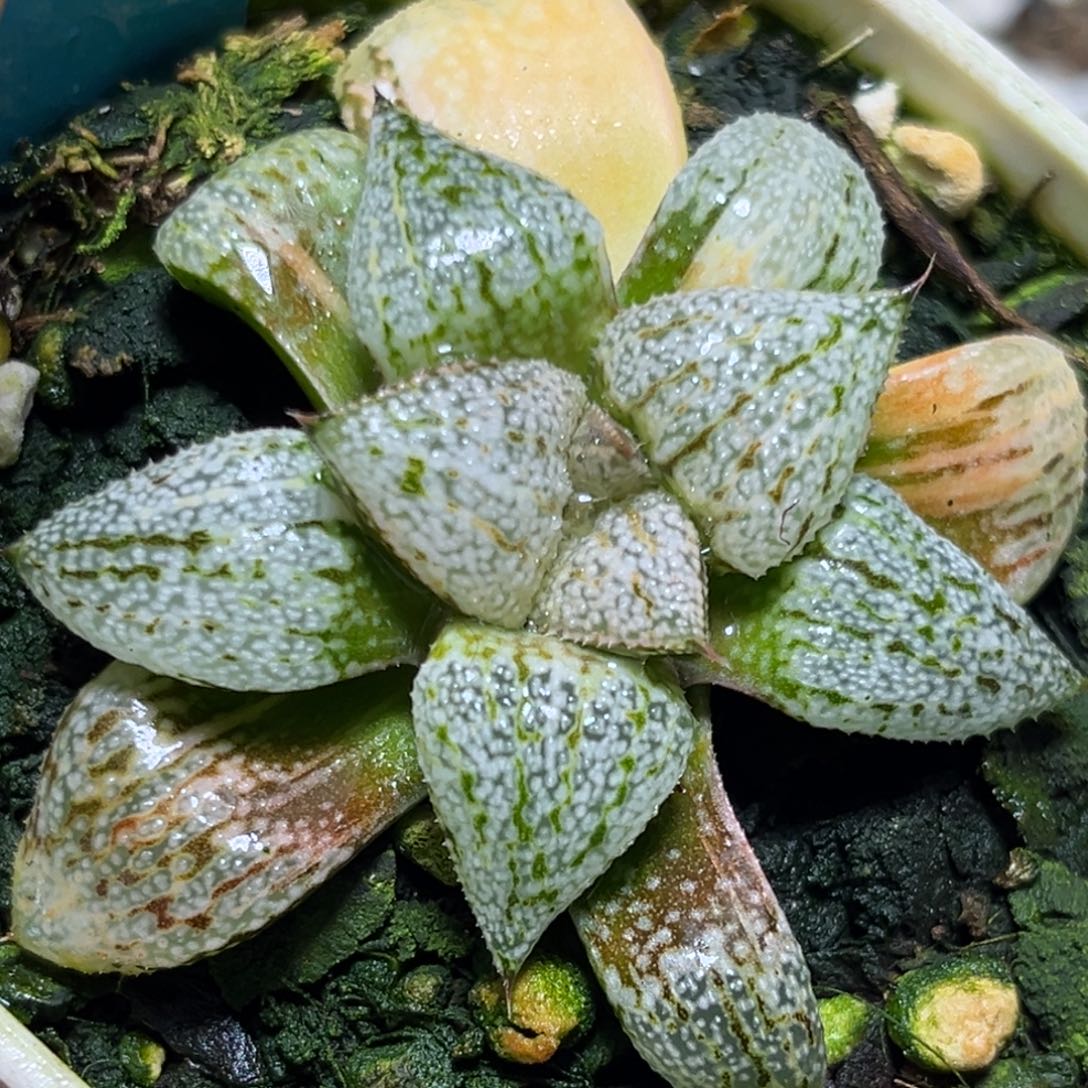 恭喜发财大吉大利0082