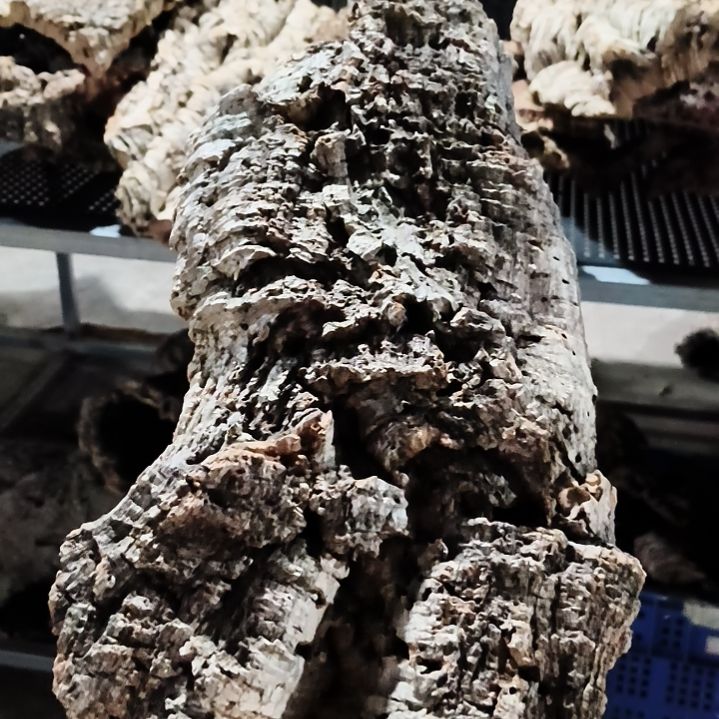 完全开放顺顺利利，平平安安