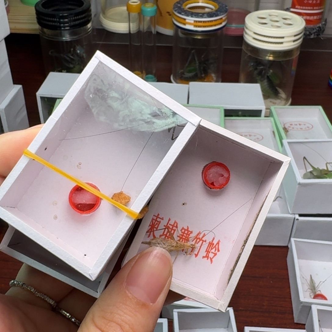 我***型蟋蟀柬埔寨一只 紫竹2