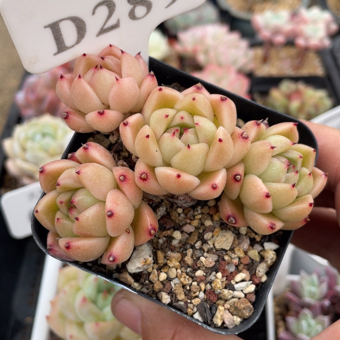 289石英不带盆7厘米