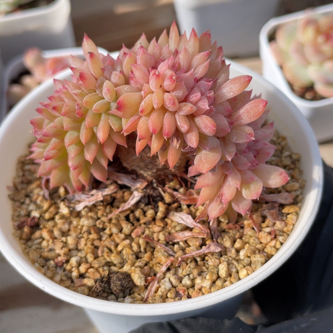 优选老桩珍妮多肉缀化1424