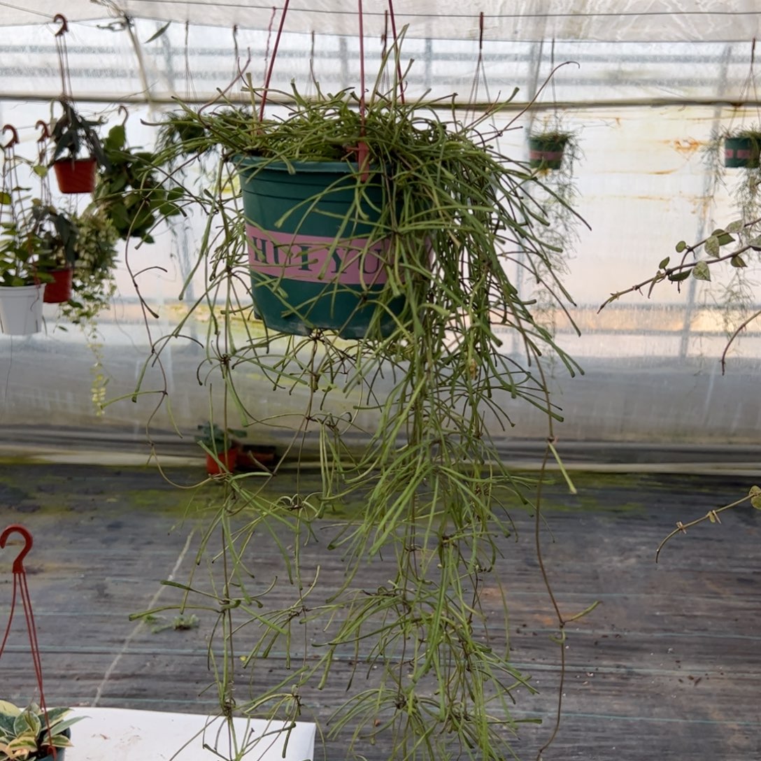 L***向无花朵断叶球兰品种