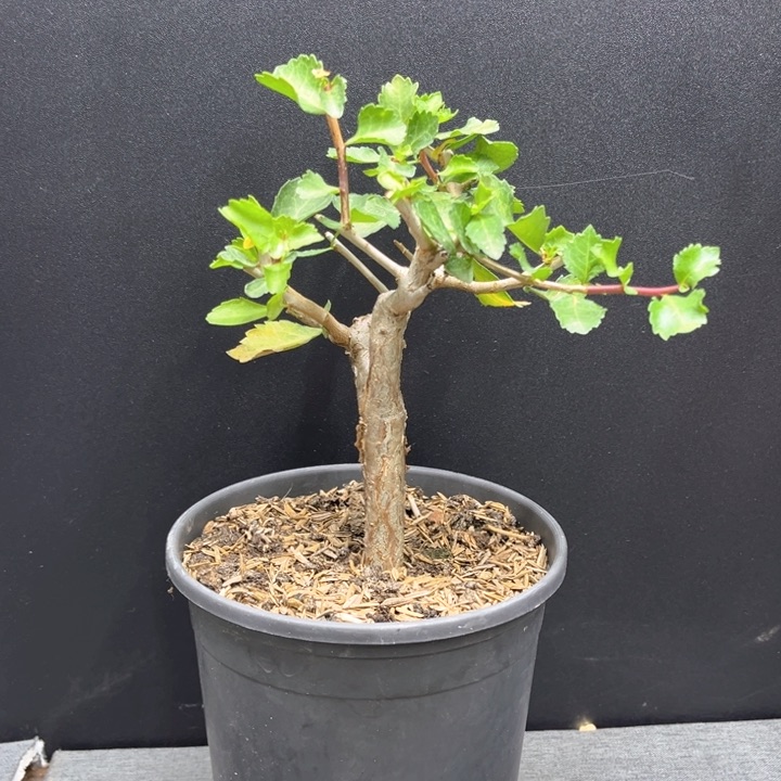 怀特1111111111111111111