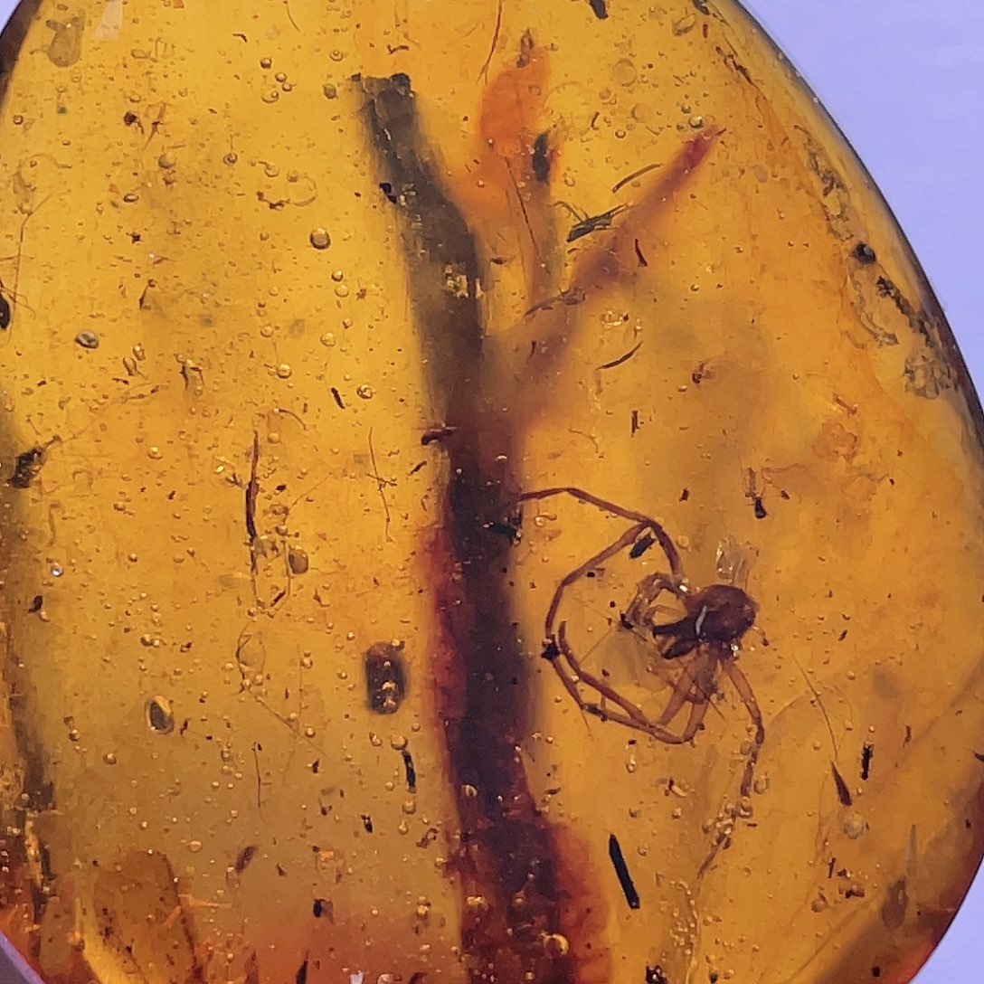 琥珀裸石未镶嵌大蜘蛛