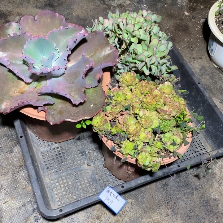 敏***咡一物一拍一物一拍
