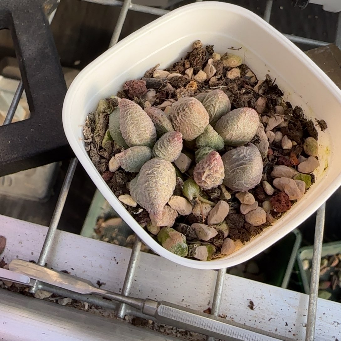 用***0倒刺冰淇淋水泡多肉