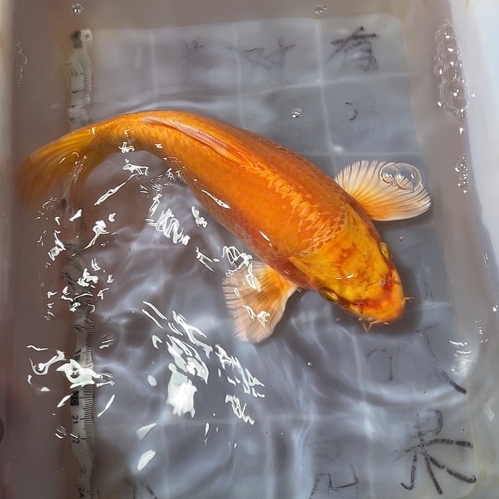 蝴蝶鲤鱼渔场直发67