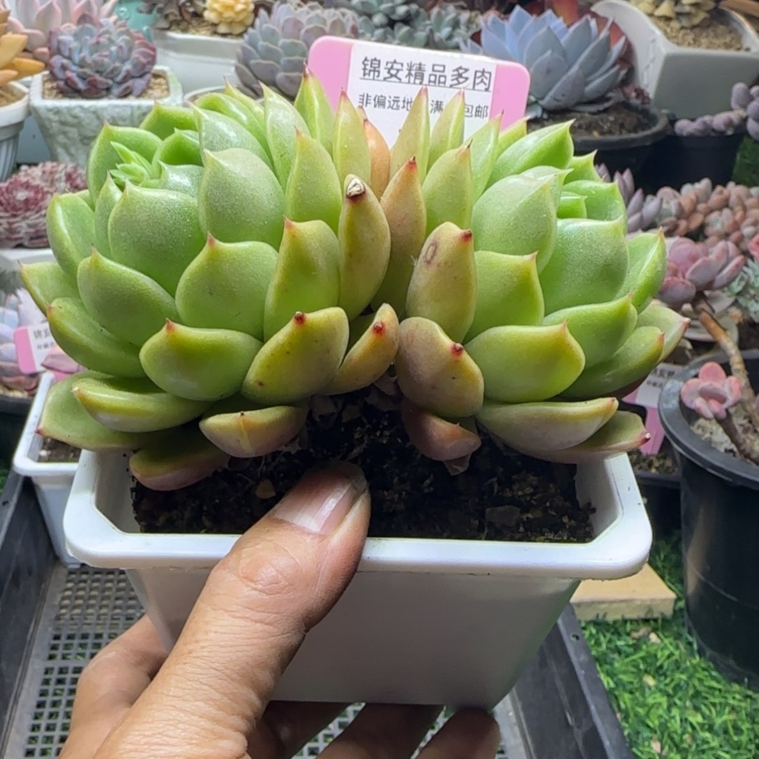 锦安精品多肉植物243