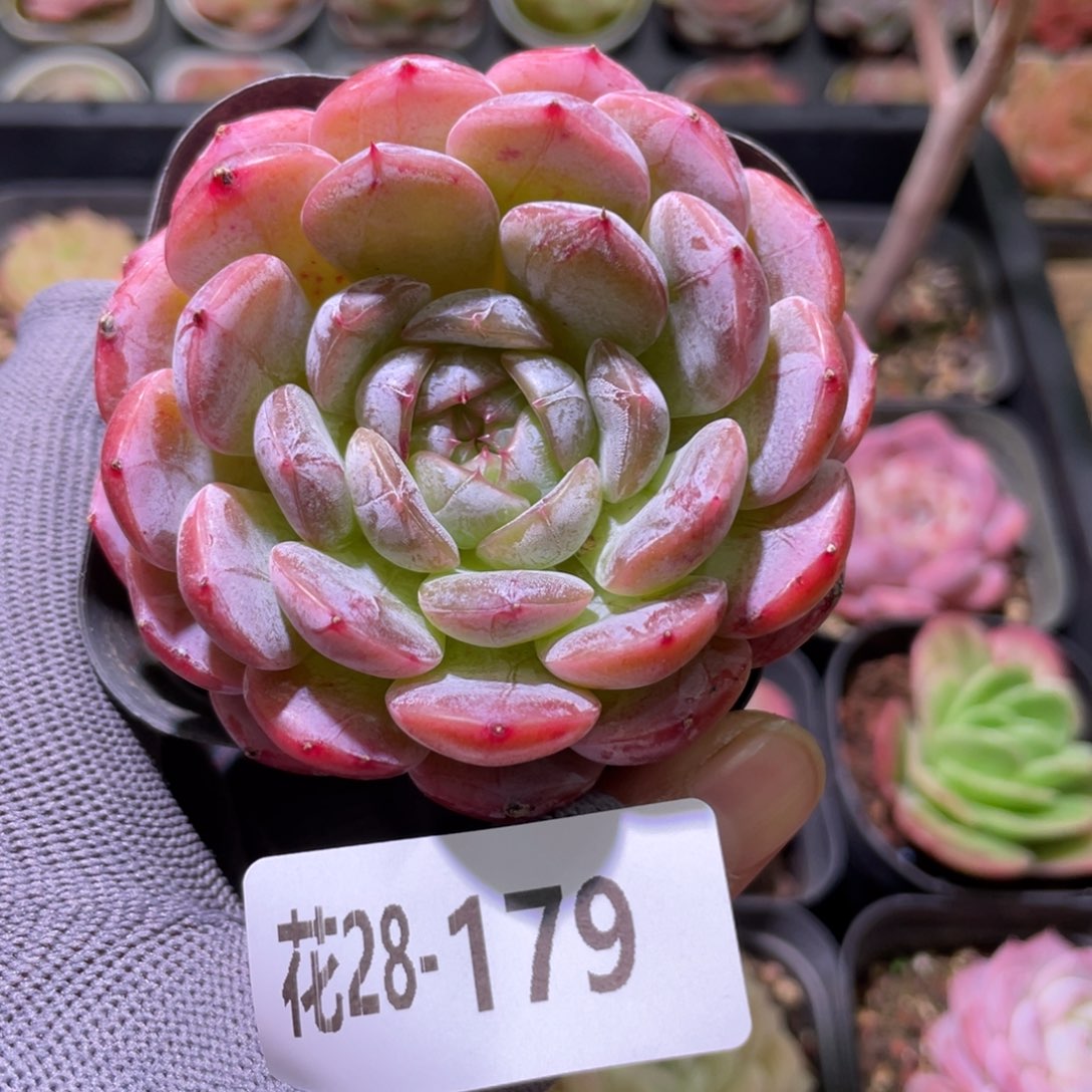 花利美28-179新品