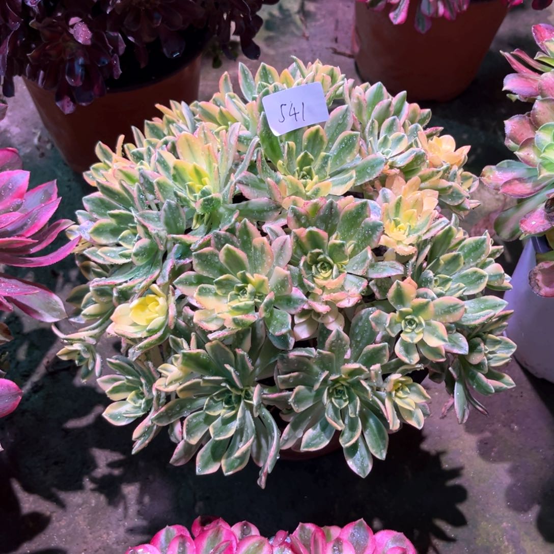 多肉植物甜茶541