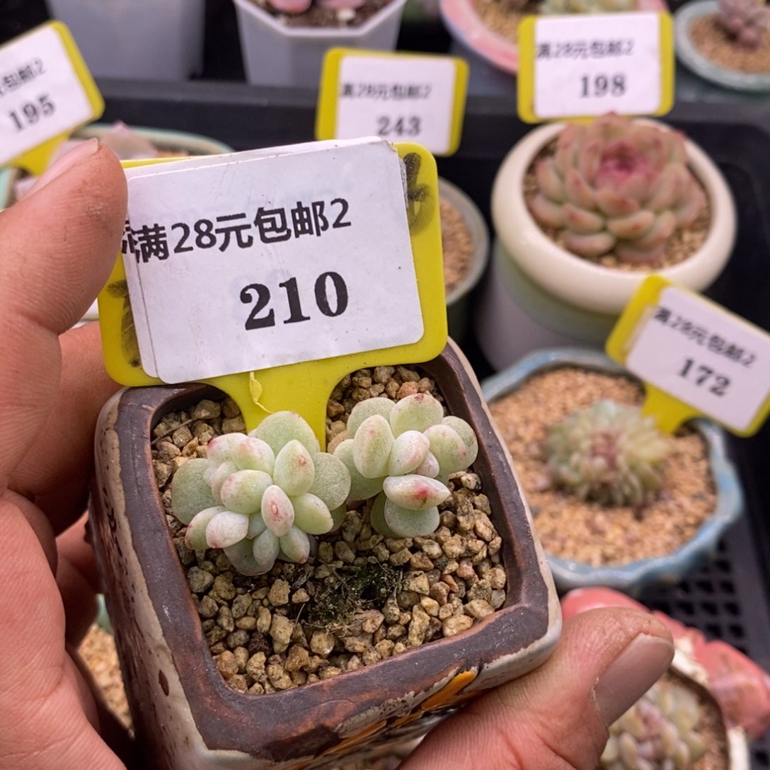 2210冰玉石化小树三头