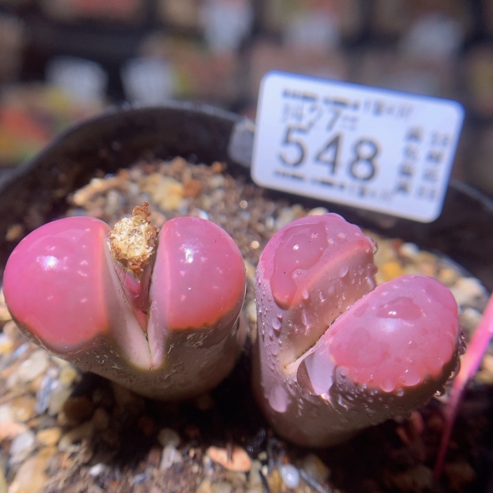 精品生石花27.548高特