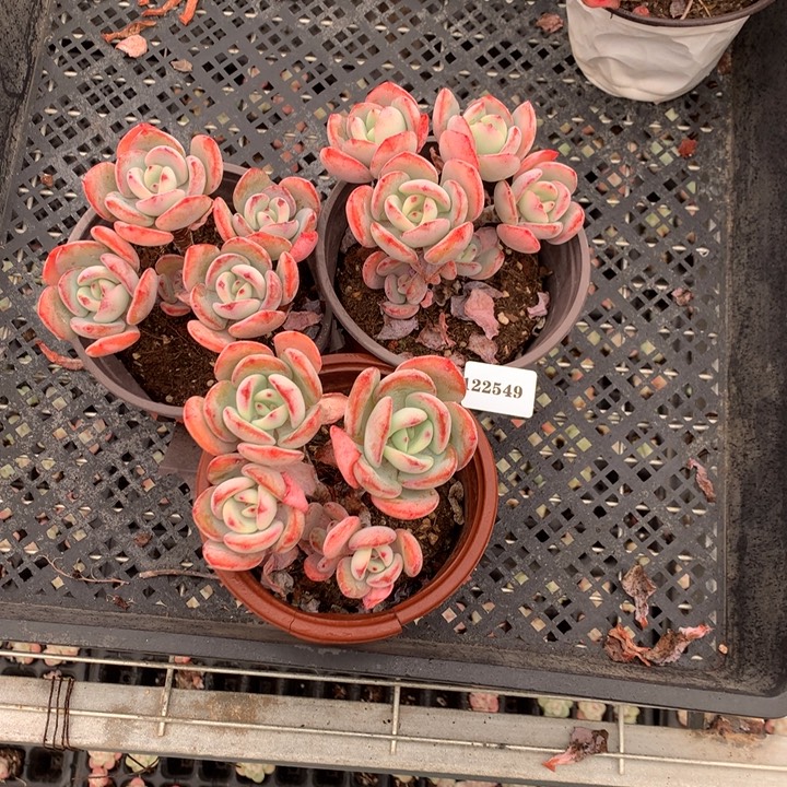 晶***晶122549三个白月光嗯嗯嗯嗯好