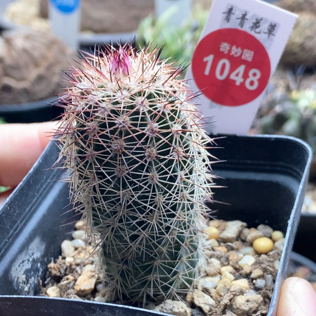 实生中刺御旗虾3cm