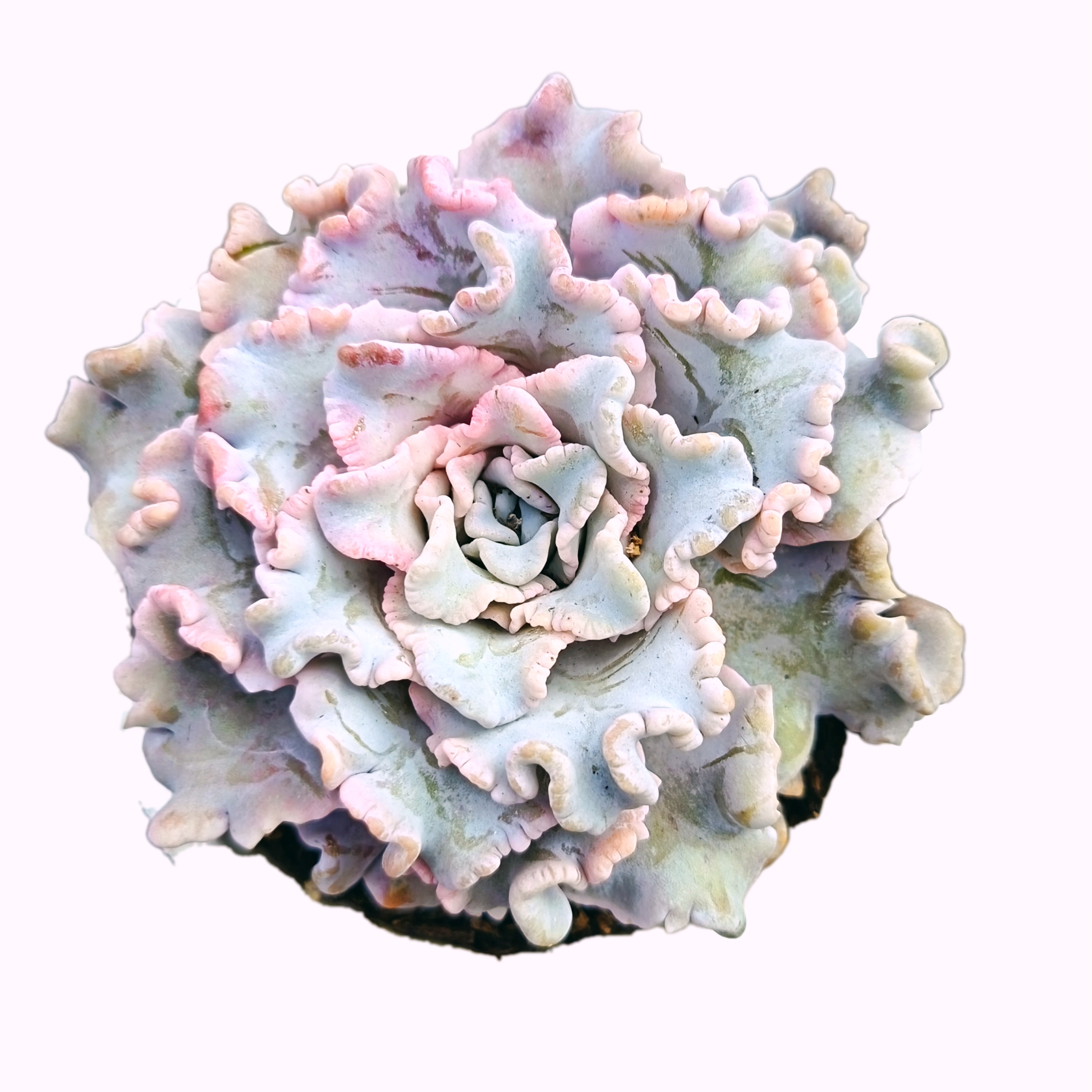 大白饺子皮(拼满15元包邮)室内盆栽 净化绿植盆栽大棚多肉