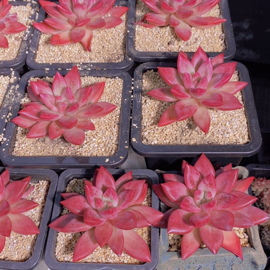 量拍22号 精品母本赫菲虞单头一个