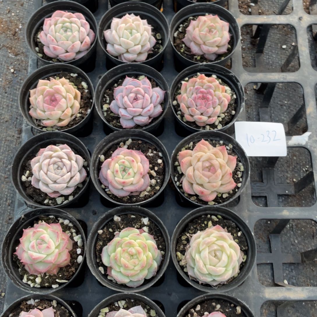 一物一拍18棵10-232